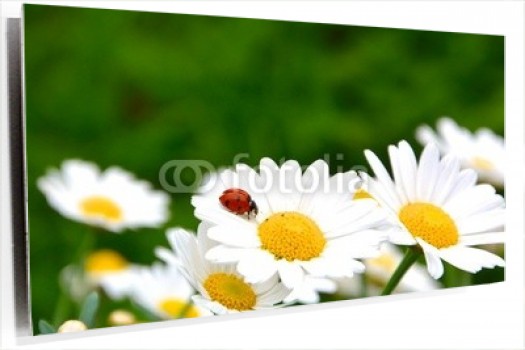 cartoon-wallpaper-22.jpg